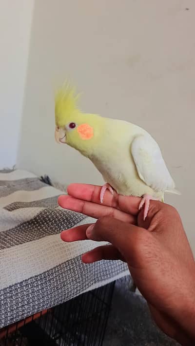 Hand taim lutino red aye cockatiel  for sale