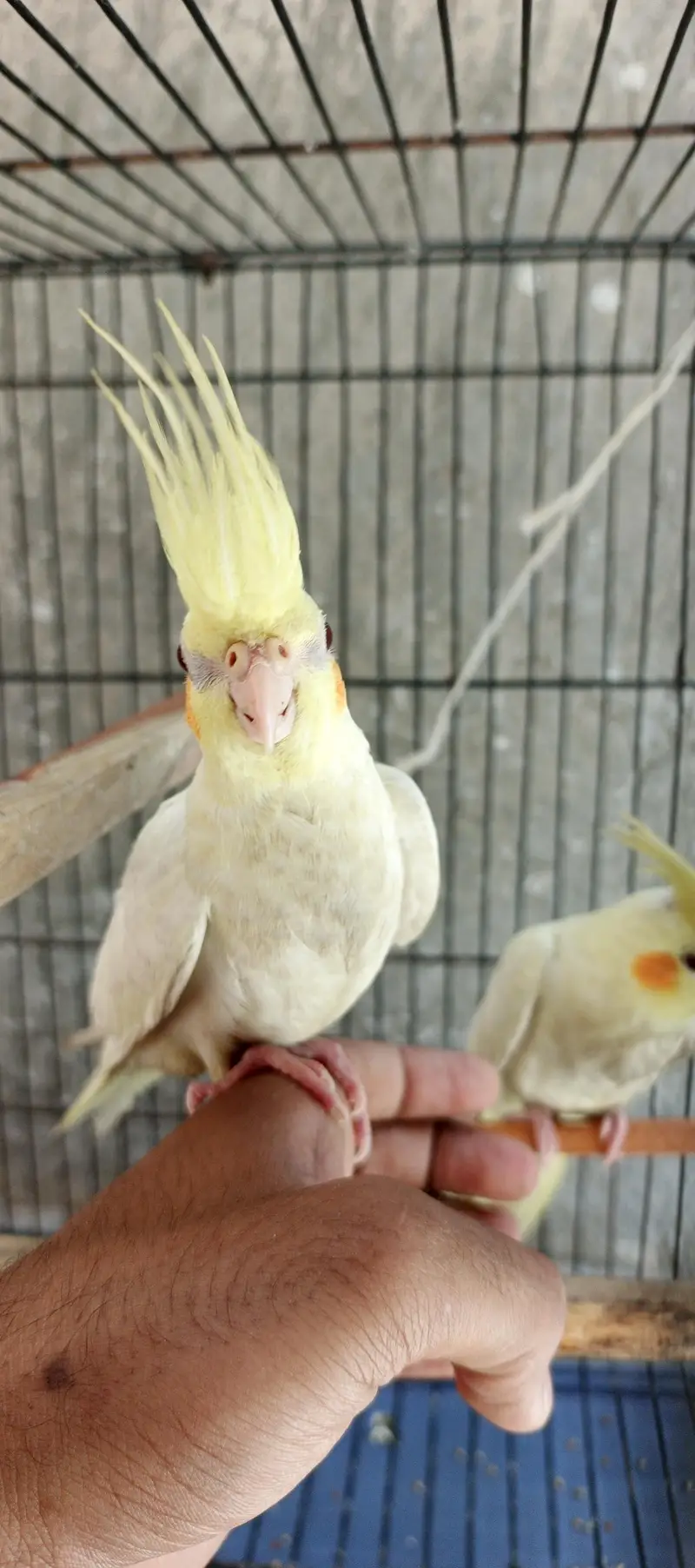 Hand taim lutino red aye cockatiel  for sale — photo 4