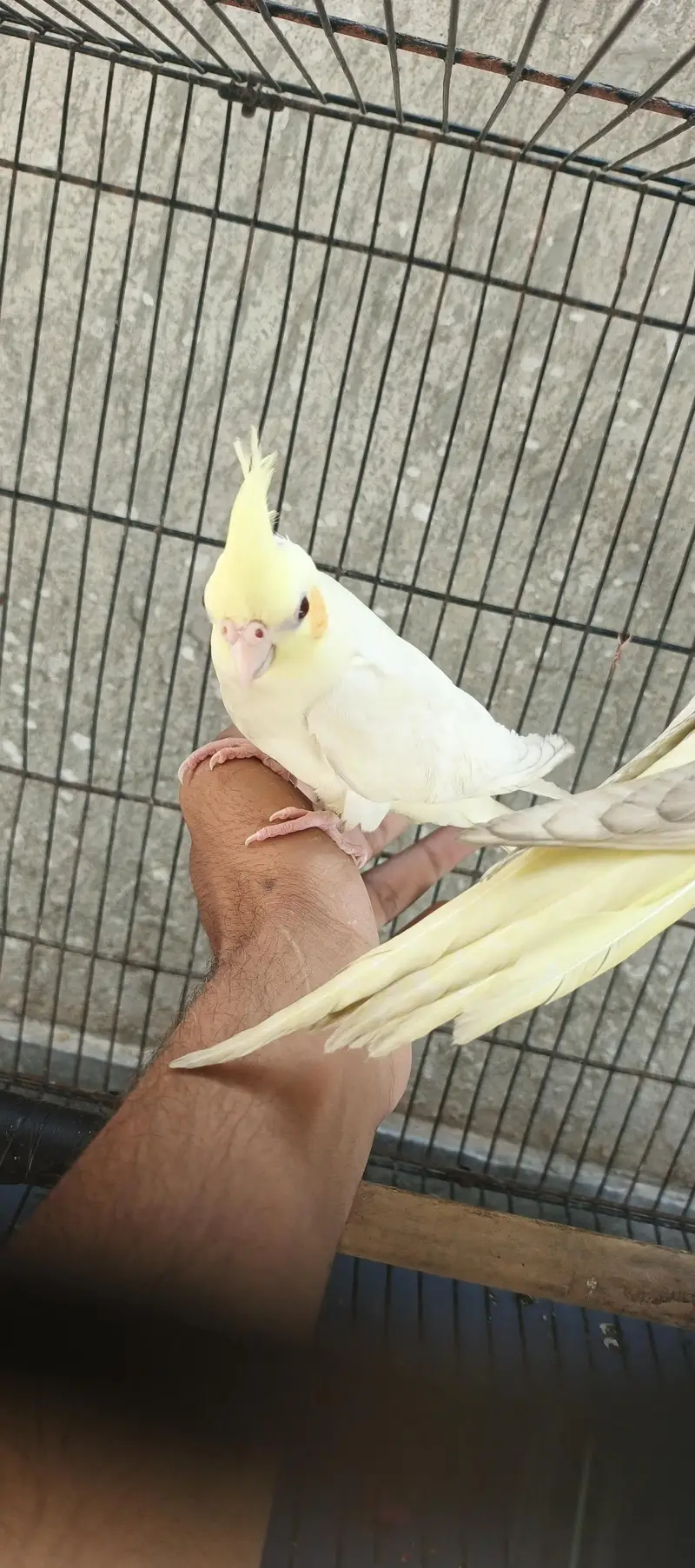Hand taim lutino red aye cockatiel  for sale — photo 7