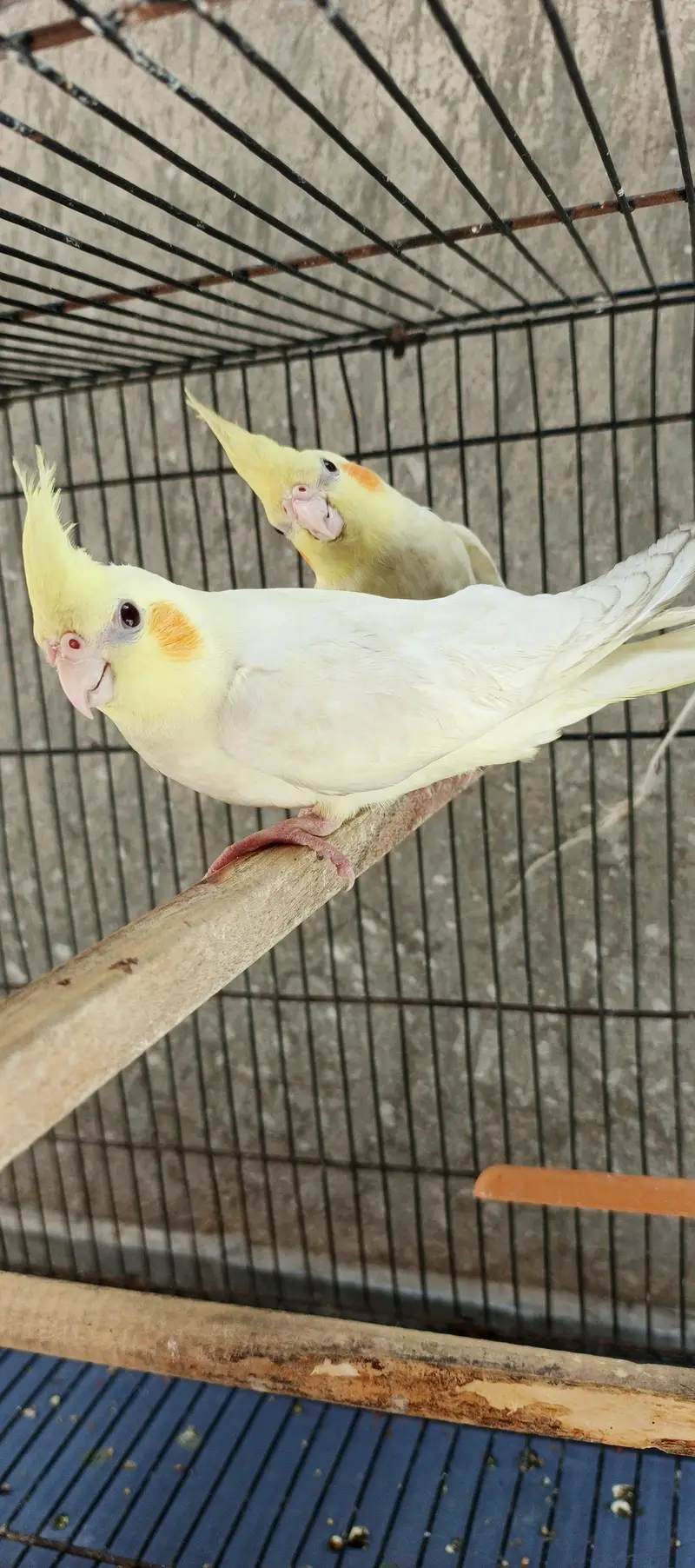 Hand taim lutino red aye cockatiel  for sale — photo 8