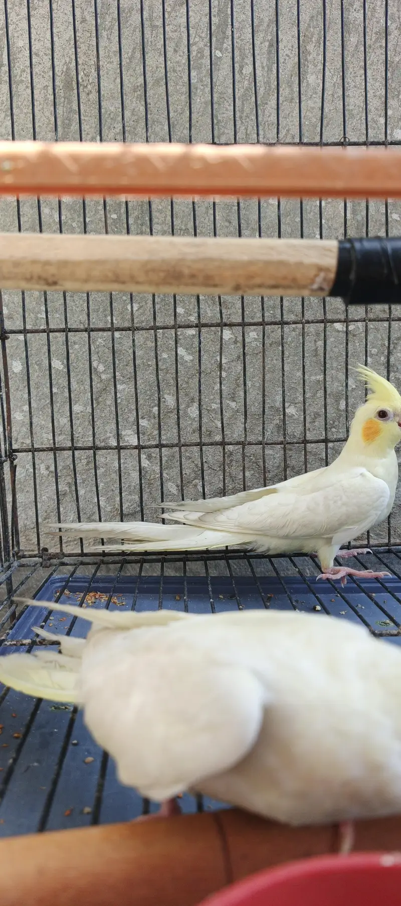 Hand taim lutino red aye cockatiel  for sale — photo 10