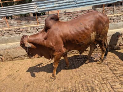 Qurbani Wacha