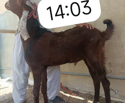2 dant khasi Bakra ha