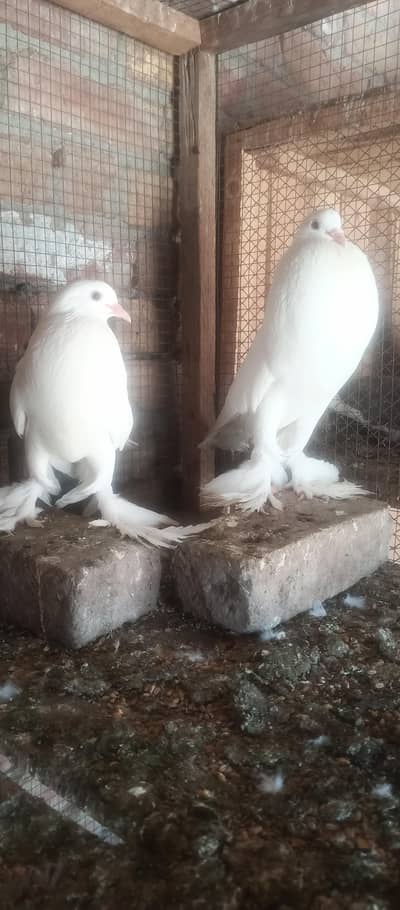 paper white pouter pome sentiment or cage available for sale