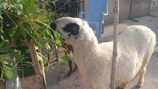 Mundra sheep , Qurbani , bhairr