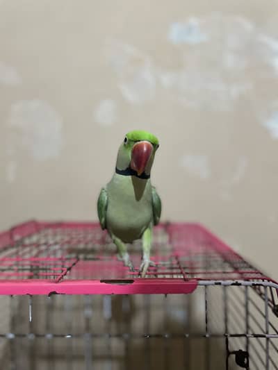 Talking raw parrot