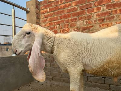 Sheep/Chatra