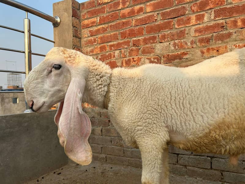 Sheep/Chatra 0
