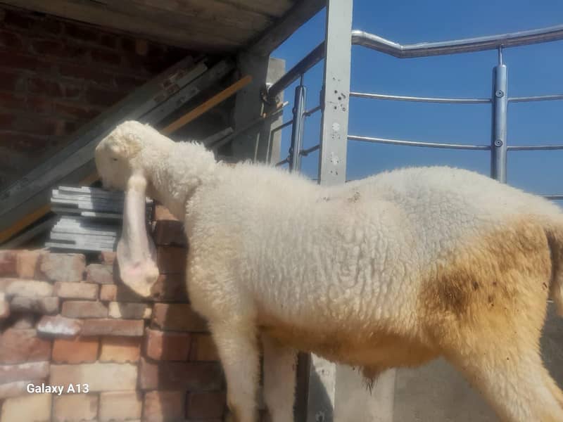 Sheep/Chatra 1
