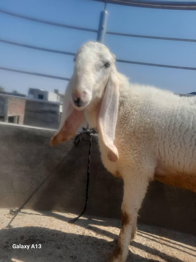 Sheep/Chatra 2