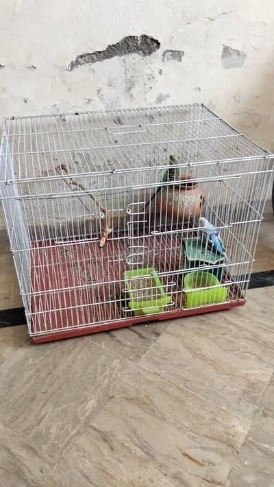 I want to sale 3 Australian budgies