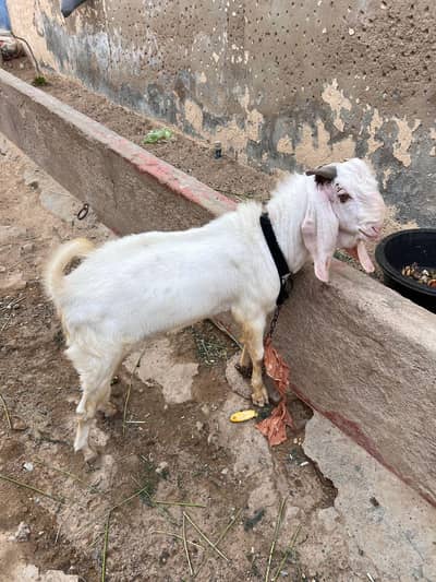 2 Dant Goat for Sale