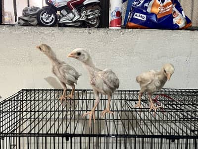 Heera Chicks