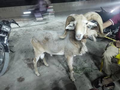 gad sheep