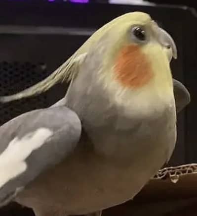 Cockatiels pair, hand tamed