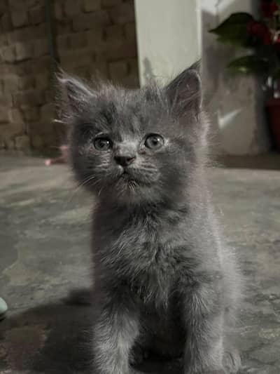 Cat for sale