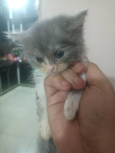 Persian kittens