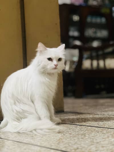 Triple coat