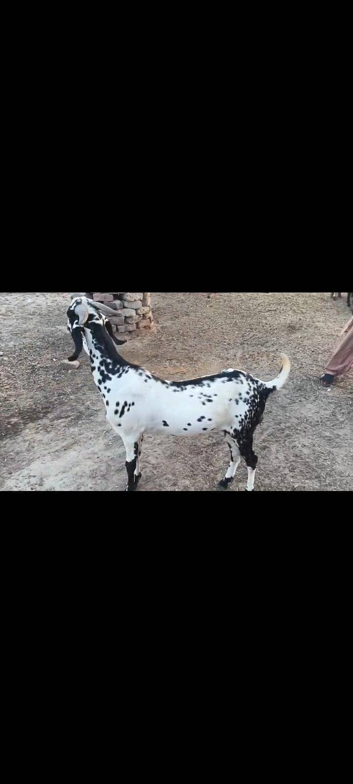 donda khassi bakra 1