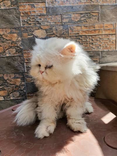 Extreme Punch face Persian Male