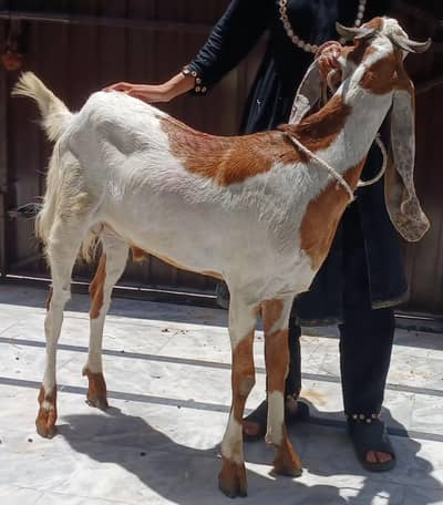 Beautiful khasi jumbo size bakra for sale