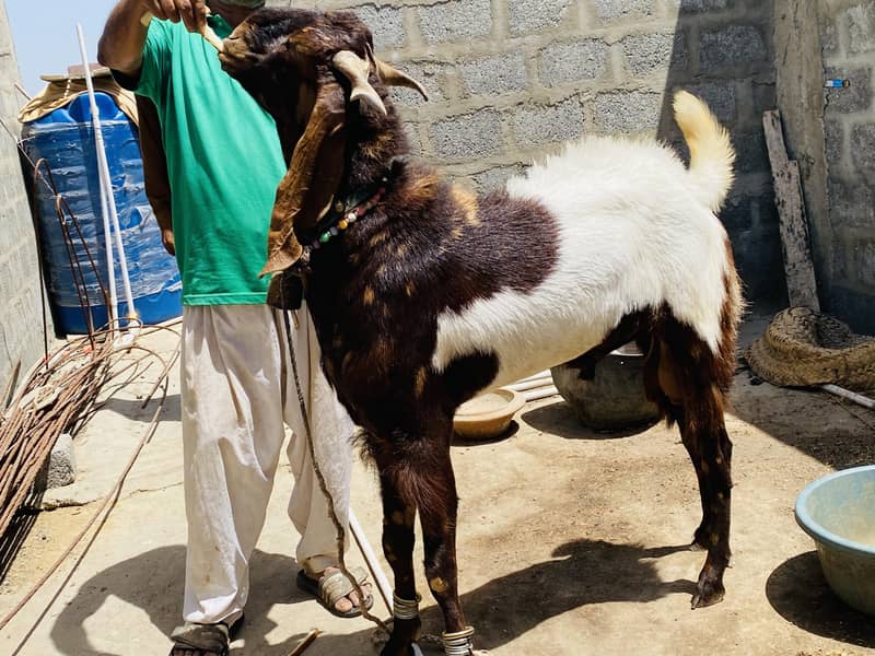 Bakra 0