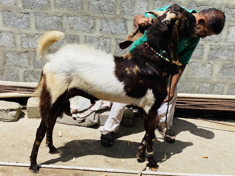 Bakra 1