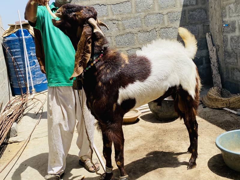 Bakra 2