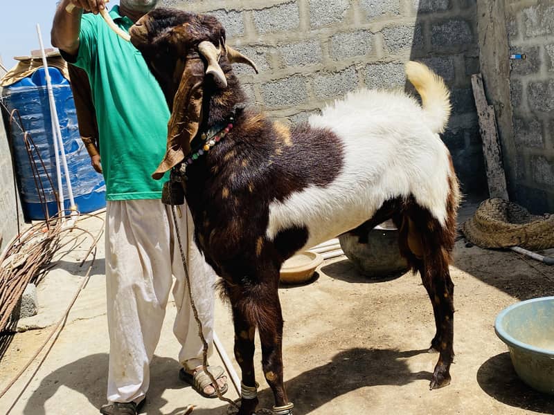 Bakra 3