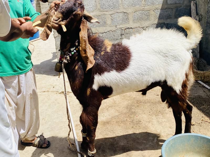 Bakra 4