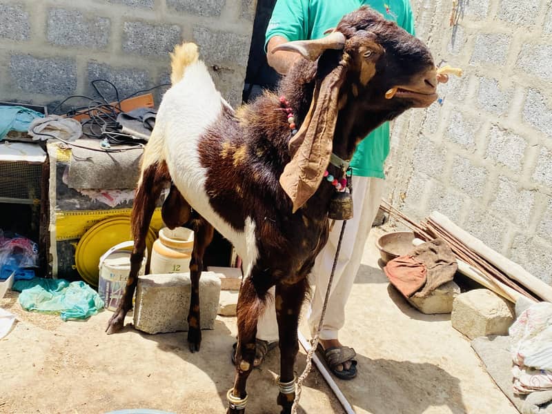 Bakra 5