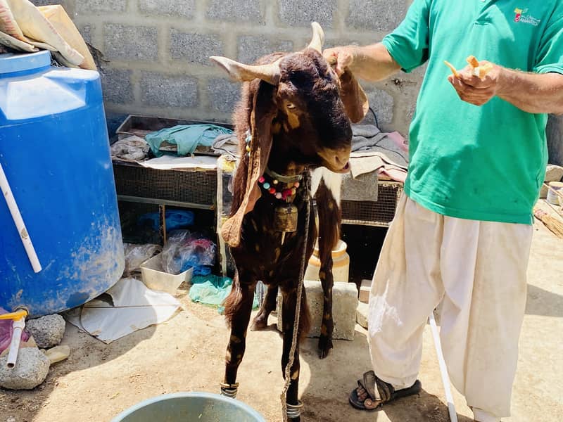 Bakra 6