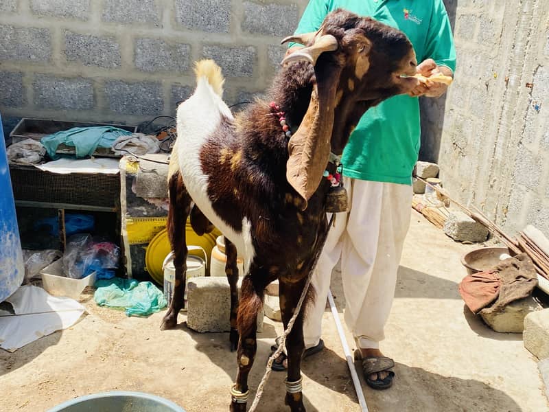 Bakra 7