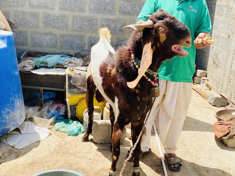 Bakra 8