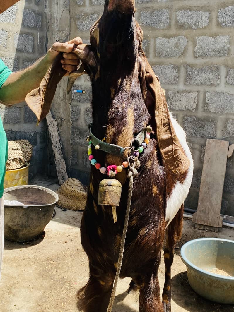 Bakra 9