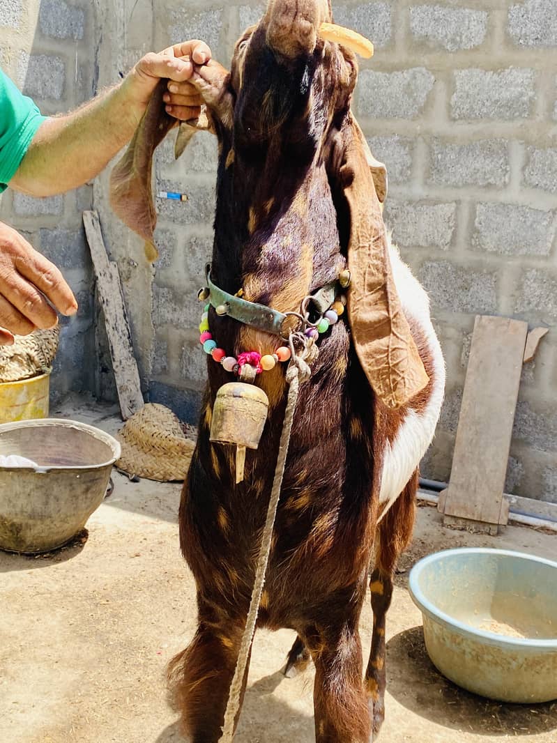 Bakra 10