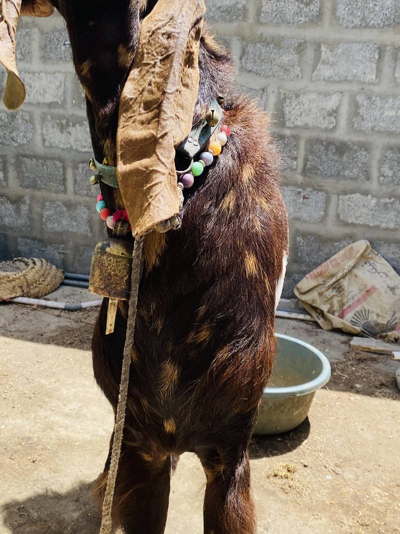 Bakra 11