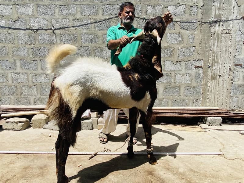 Bakra 12
