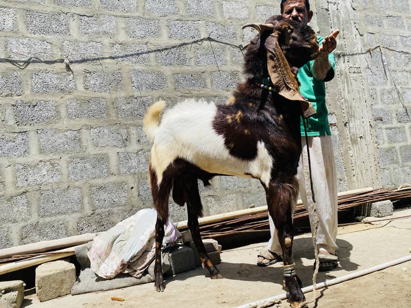 Bakra 13
