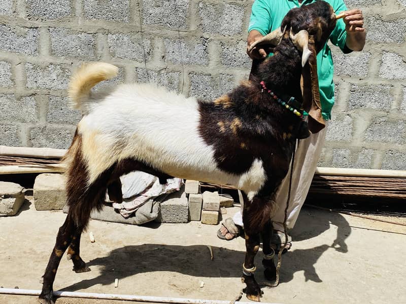 Bakra 15