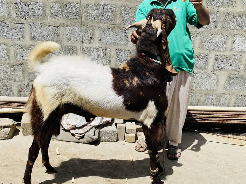 Bakra 16