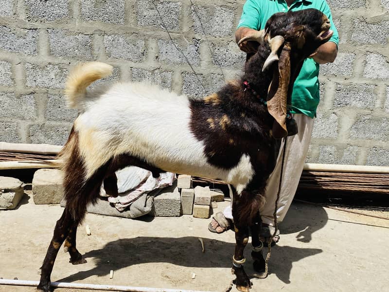 Bakra 17