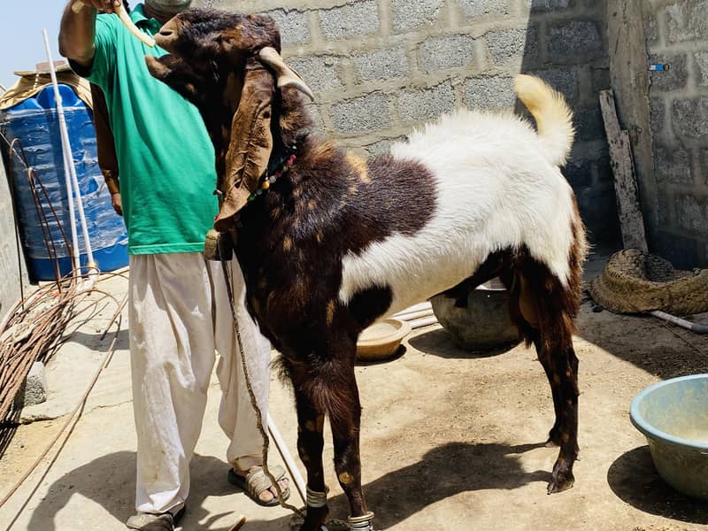 Bakra 18