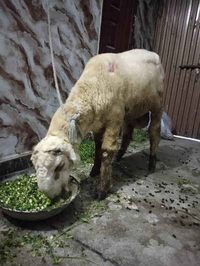 chatra Mundra kheera for sale