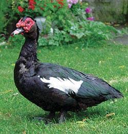 Muscovy male duck exchange or sale