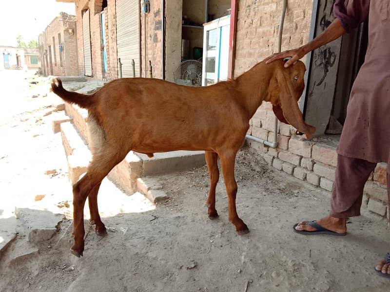 بکرا Got 1
