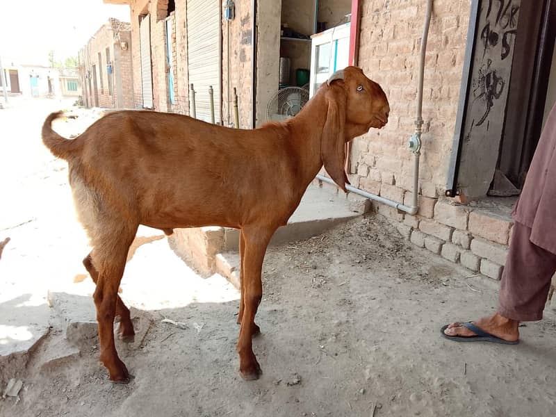 بکرا Got 2