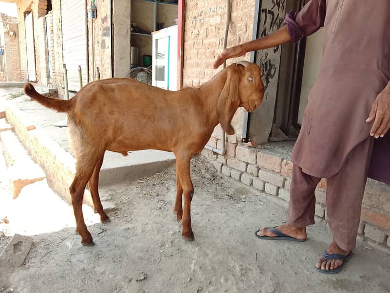 بکرا Got 3