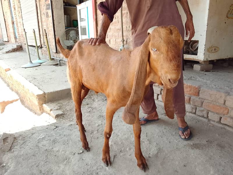 بکرا Got 4