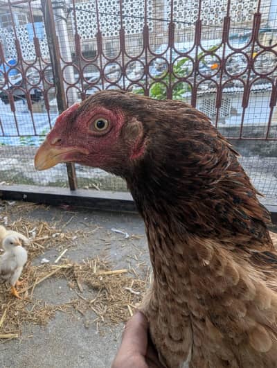 Mianwali Aseel madi for sale